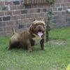 Micro Adult Bully Female 