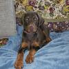 Akc European Doberman female 9 weeks old