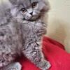 PERSIAN KITTEN MALE 