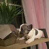 French bulldog puppies