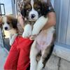 Great Bernese Puppies