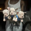 Exotic bullies puppies 