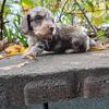 AKC full breeding rights chocolate & cream dapple cream point long haired miniature dachshund male