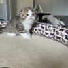 	Floppy-Eared Charm! Scottish Fold Male – Healthy & Playful – $850