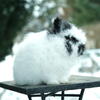 Super Sweet Fuzzy Netherland Dwarf Male Available NOW!