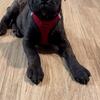 AKC Bullmastiff Puppy (female)