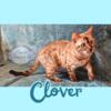 Tica Registered Charcoal Mink Rosette Female Bengal Kitten