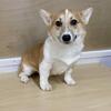CORGI PUPPIES FOR SALE