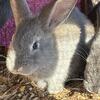 Flemish giant rabbits