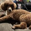 Akc small mini poodle female 