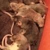 Rehoming 9 Baby Rats (6 Weeks Old) - Small Adoption Fee