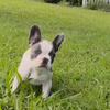 AKC French Bulldog-Female