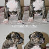 American Bully Puppies