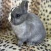 Baby holland lop and netherland dwarf rabbits for sale 