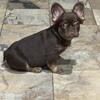 Fluffy French Bulldog Rojo 
