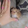 Micro Tiny Teacup Chihuahua