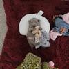 Beautiful Weimaraners puppies