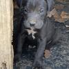Cane Corso puppies big beautiful very protective 