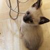Siamese Kittens