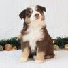 Mini Australian shepherds for sale