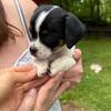 Dashound mix puppy 