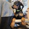 Doberman Puppies for sale with papers