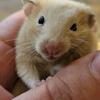 Syrian hamsters
