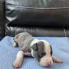 7 week old American Bullies 