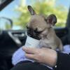 French Bulldog Puppy 