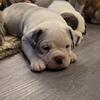 Olde english bulldogge Puppies 