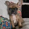 Akc Registered French Bulldogs 
