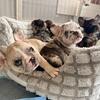 French Bulldogs
