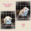 Holland Lop Baby Bunnies