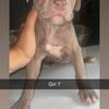Cane corso mix Pit bull 