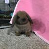 Young Holland Lop Buck