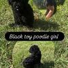 Black toy poodle female