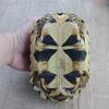 Two Junvenile Burmese Star Tortoise for Sale