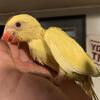 Handfed baby Indian ringnecks