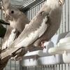 Cockatiel babies available