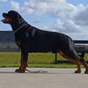 Rottweiler stud service big boy to a good female