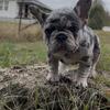 Akc French bulldog visual blue tc coco fluffy carrier 