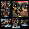 Doberman puppies for sale