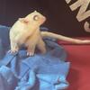 Leucistic male for sale