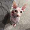 Female Sphynx Kitten