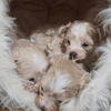 Maltipoo puppies available 