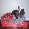 (SOLD) Sasha - French Bulldog