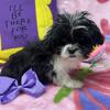 lhasa apso female  ready now 1-2 shots 
