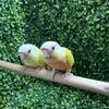 Sun cheeks , moon cheeks conures