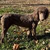 AKC Small Male Moyen Poodle Puppy