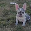 2 male French bulldogs